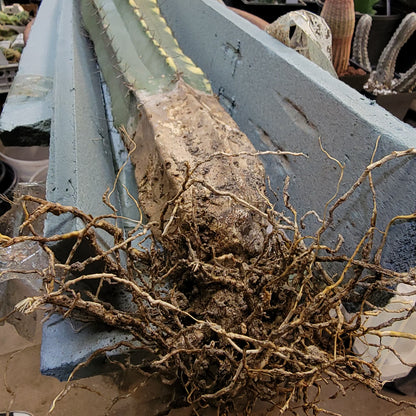 Lemaireocereus pruinosus variegata - HUGE!  51" Tall!