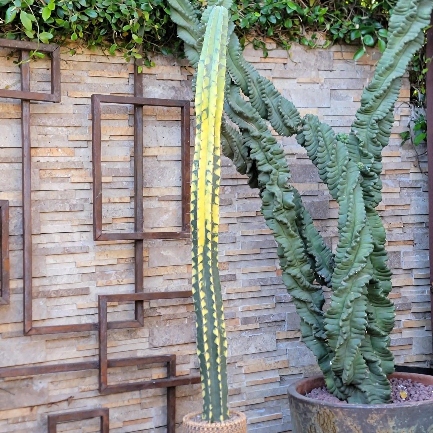 Lemaireocereus pruinosus variegata - HUGE!  51" Tall!