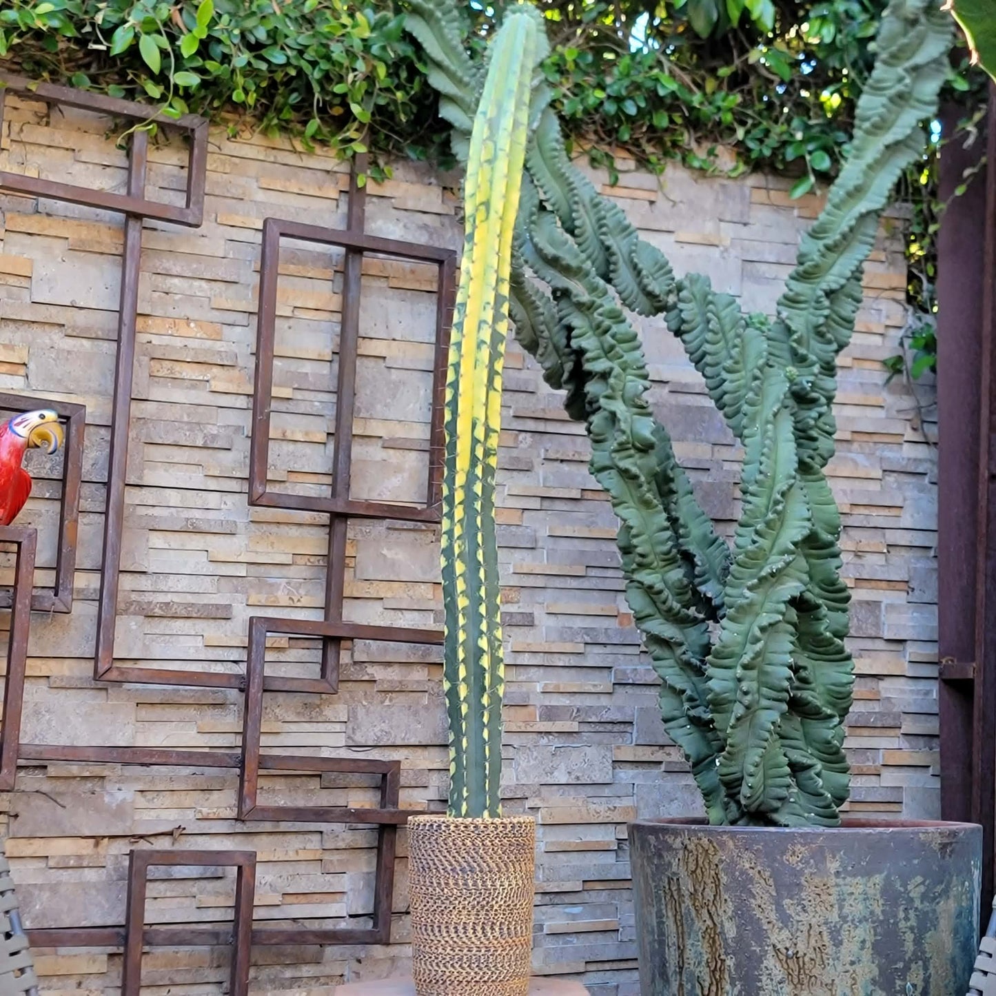 Lemaireocereus pruinosus variegata - HUGE!  51" Tall!