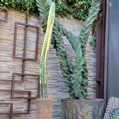 Lemaireocereus pruinosus variegata - HUGE!  51" Tall!