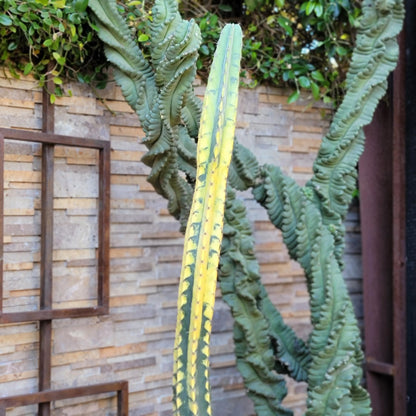 Lemaireocereus pruinosus variegata - HUGE!  51" Tall!