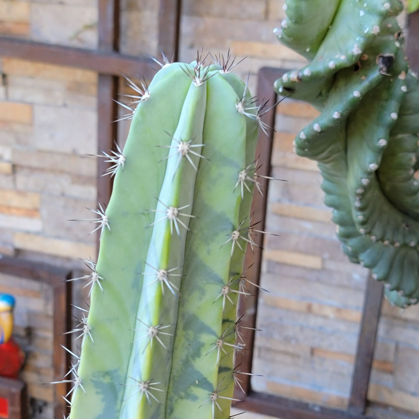 Lemaireocereus pruinosus variegata - HUGE!  51" Tall!