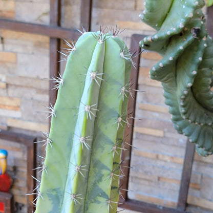 Lemaireocereus pruinosus variegata - HUGE!  51" Tall!