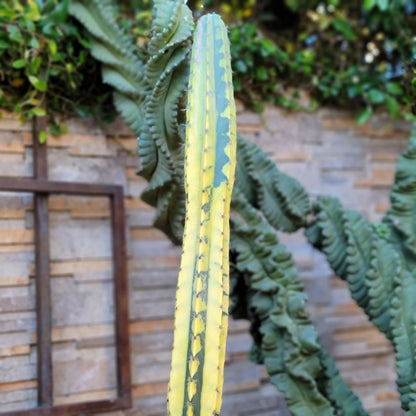 Lemaireocereus pruinosus variegata - HUGE!  51" Tall!