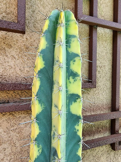 Lemaireocereus pruinosus variegata - HUGE!  51" Tall!