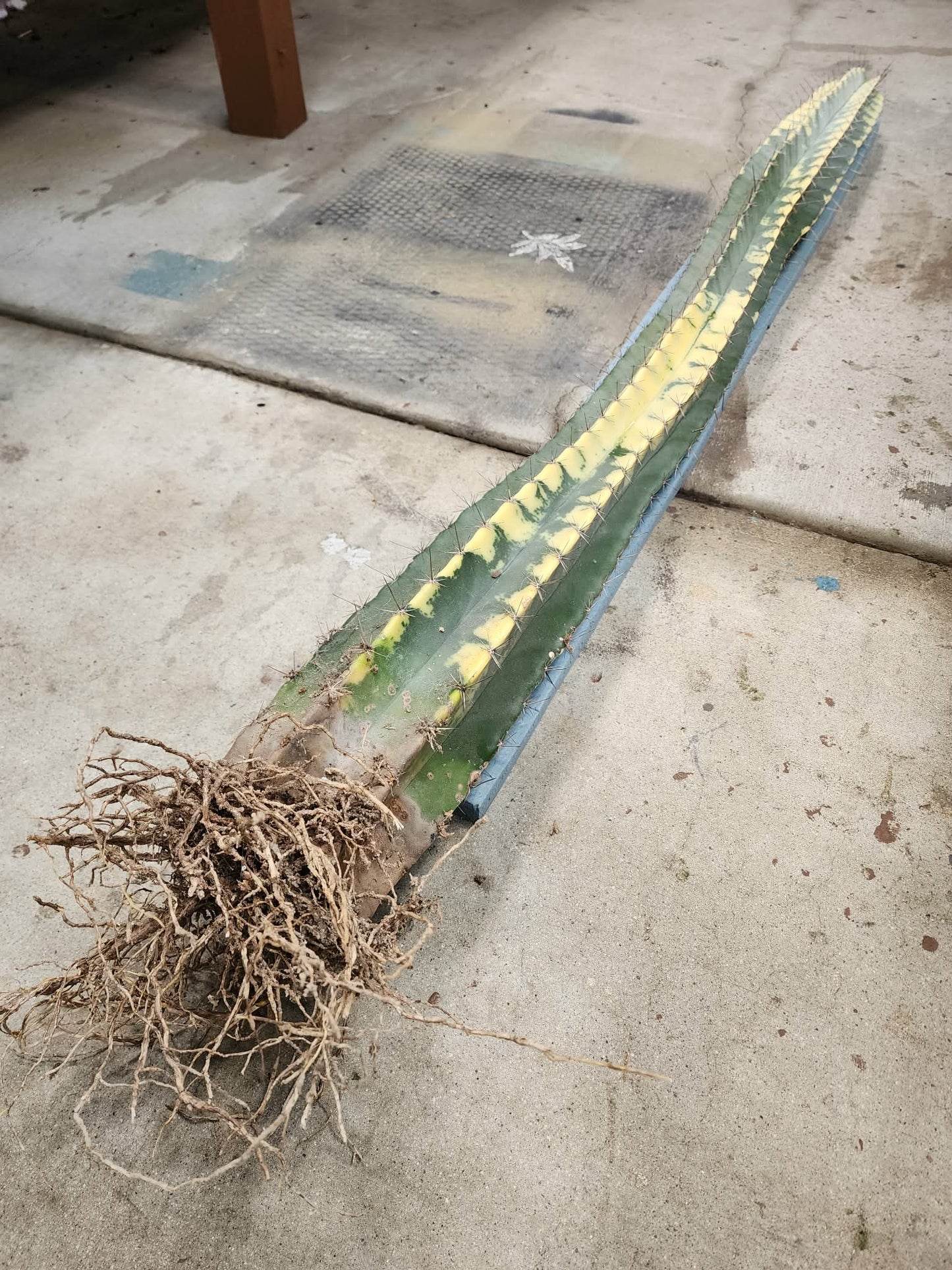 Lemaireocereus pruinosus variegata - HUGE!  51" Tall!