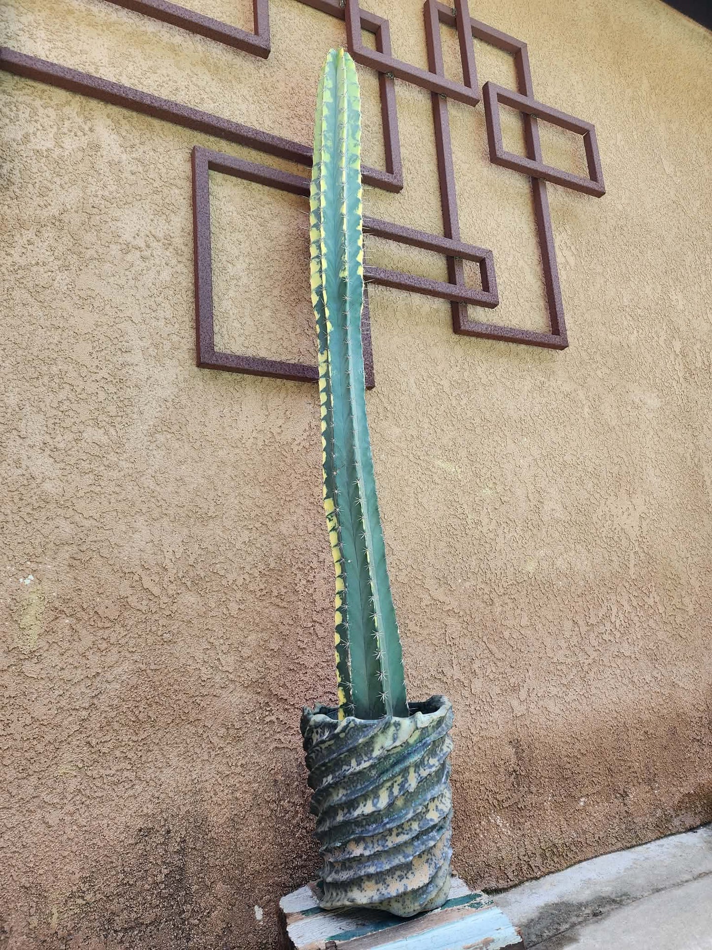 Lemaireocereus pruinosus variegata - HUGE!  51" Tall!