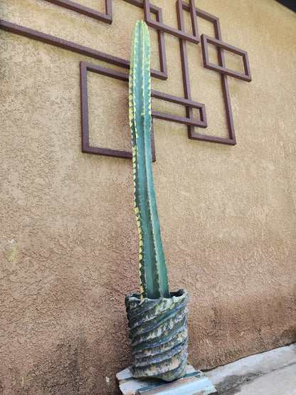 Lemaireocereus pruinosus variegata - HUGE!  51" Tall!
