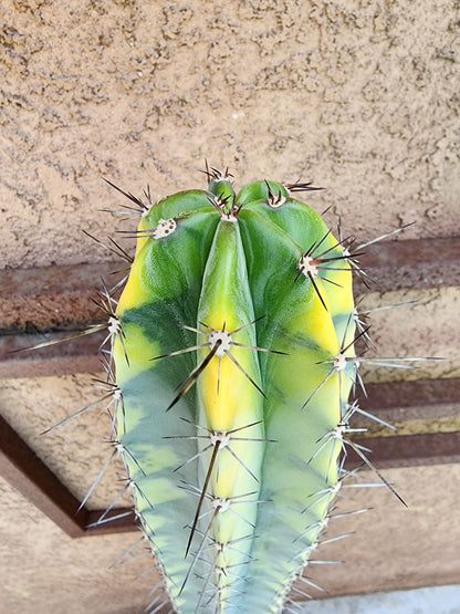 Lemaireocereus pruinosus variegata - HUGE!  51" Tall!