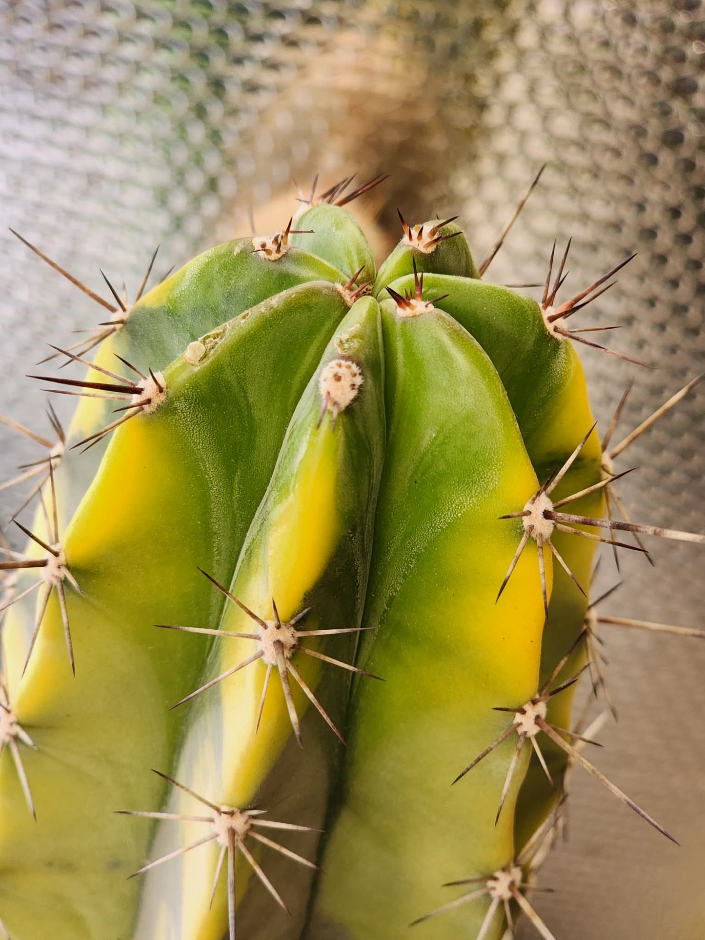 Lemaireocereus pruinosus variegata - HUGE!  51" Tall!