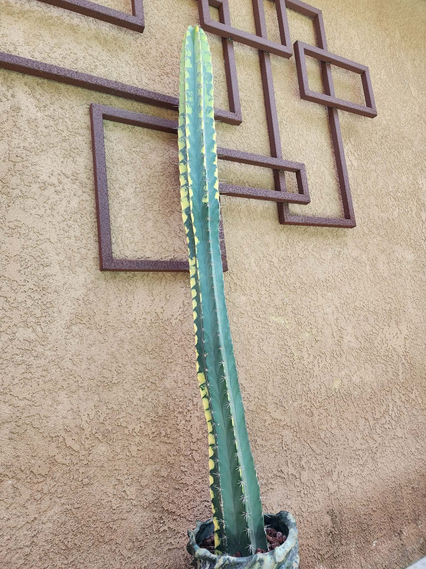 Lemaireocereus pruinosus variegata - HUGE!  51" Tall!