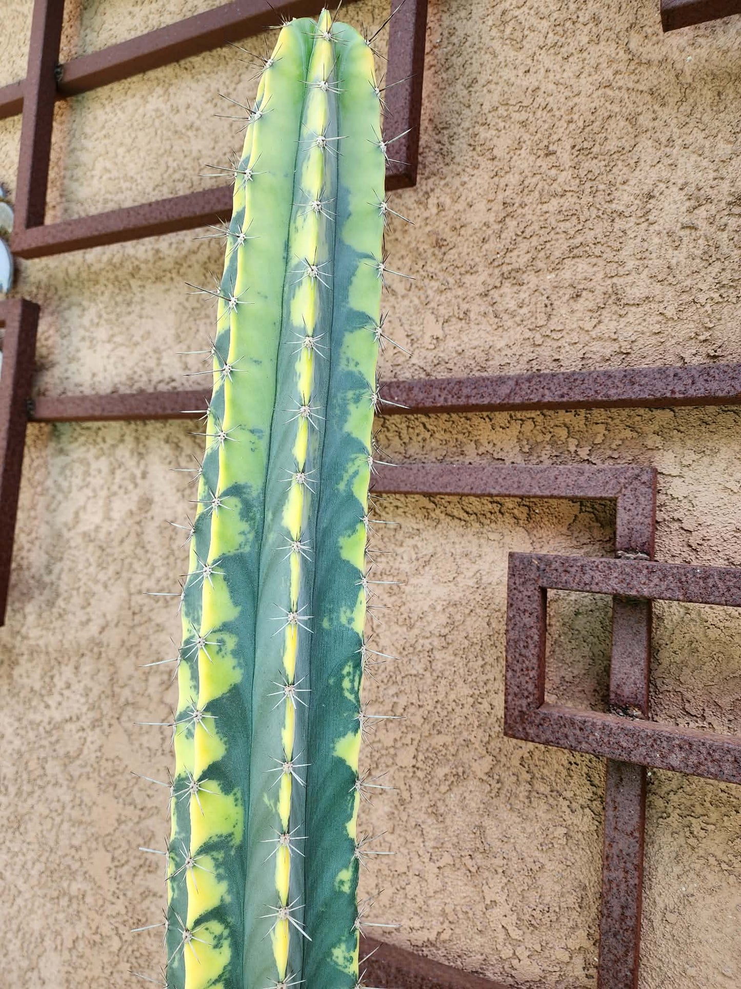 Lemaireocereus pruinosus variegata - HUGE!  51" Tall! collector cactus specimen