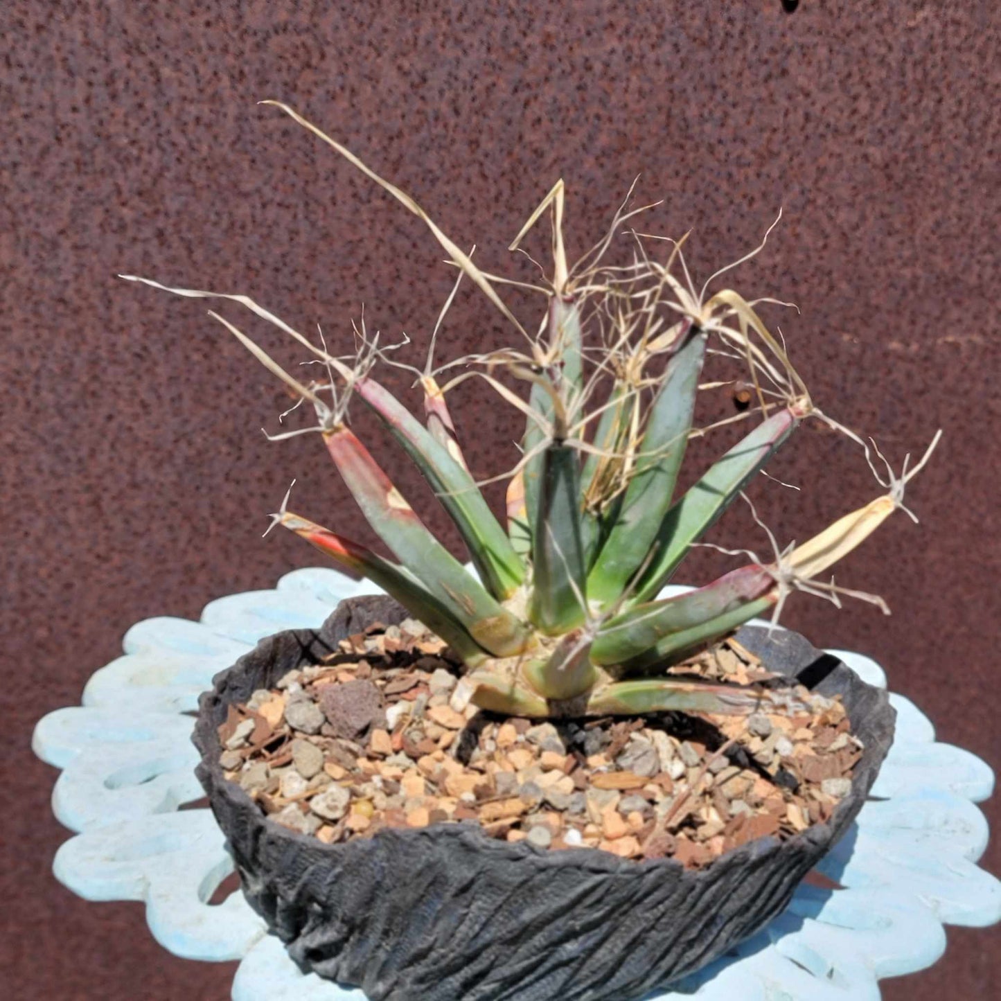 Leuchtenbergia principis - Agave Cactus