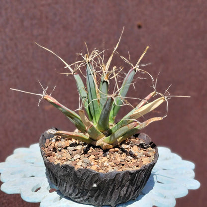 Leuchtenbergia principis - Agave Cactus