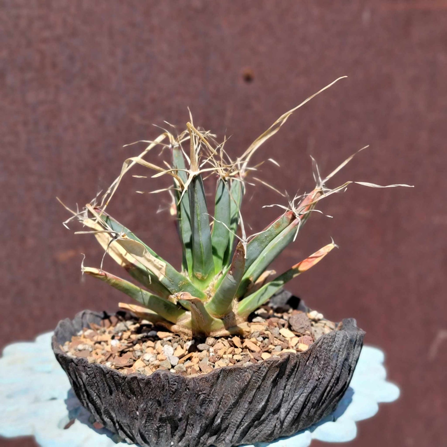 Leuchtenbergia principis - Agave Cactus