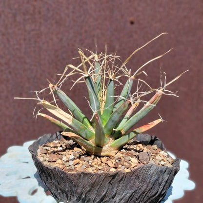 Leuchtenbergia principis - Agave Cactus