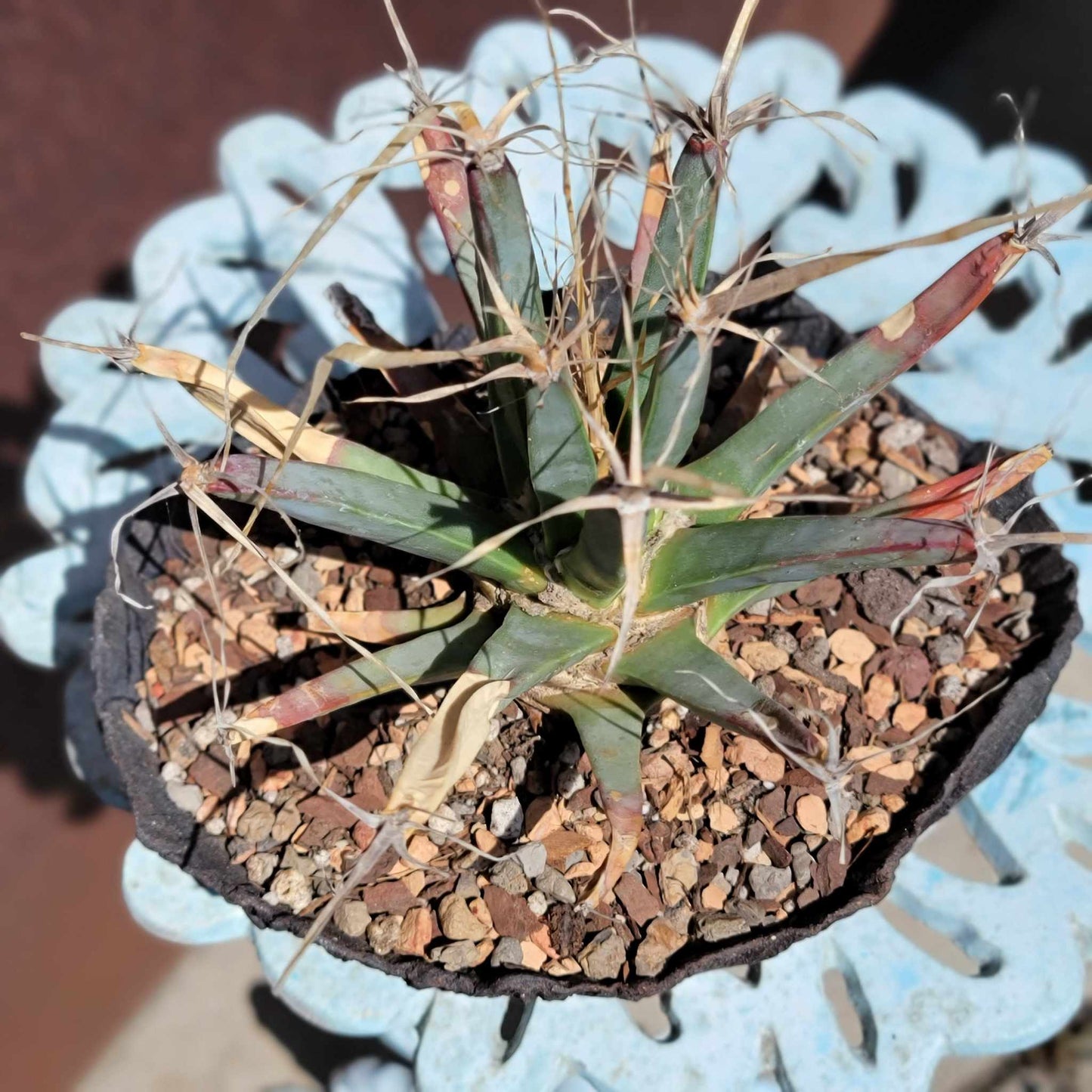 Leuchtenbergia principis - Agave Cactus