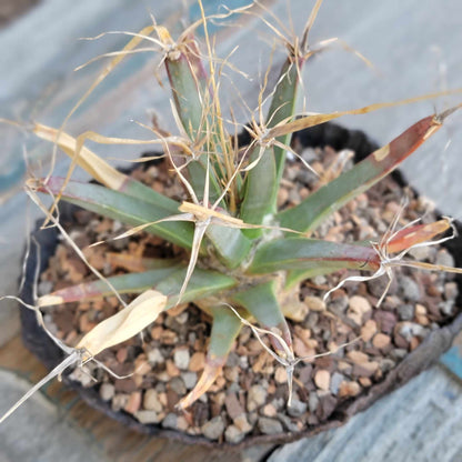 Leuchtenbergia principis - Agave Cactus