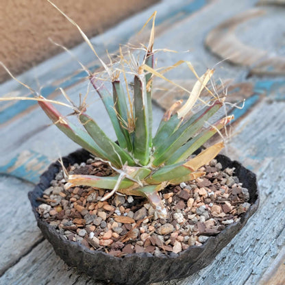 Leuchtenbergia principis - Agave Cactus