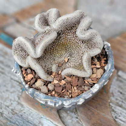 Lobivia albolanata f. cristata