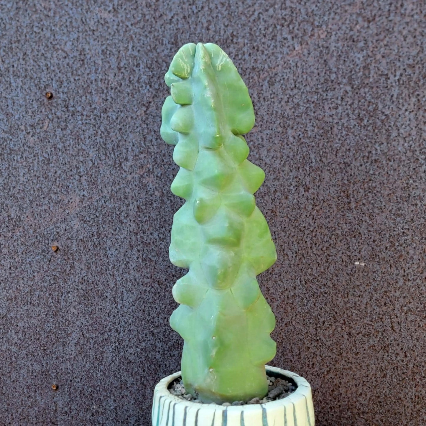 Lophocereus schottii var. monstrose - Totem Pole Cactus - 12 in.
