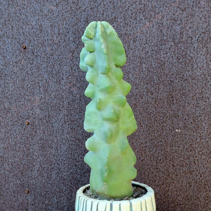 Lophocereus schottii var. monstrose - Totem Pole Cactus - 12 in.