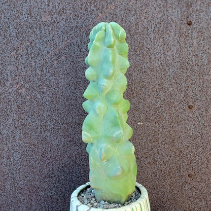 Lophocereus schottii var. monstrose - Totem Pole Cactus - 12 in.