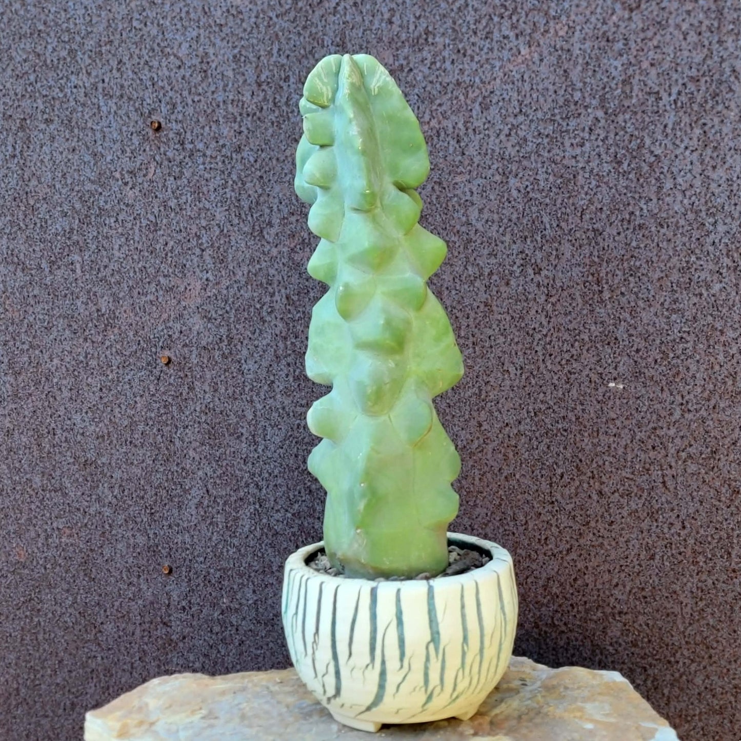 Lophocereus schottii var. monstrose - Totem Pole Cactus - 12 in.