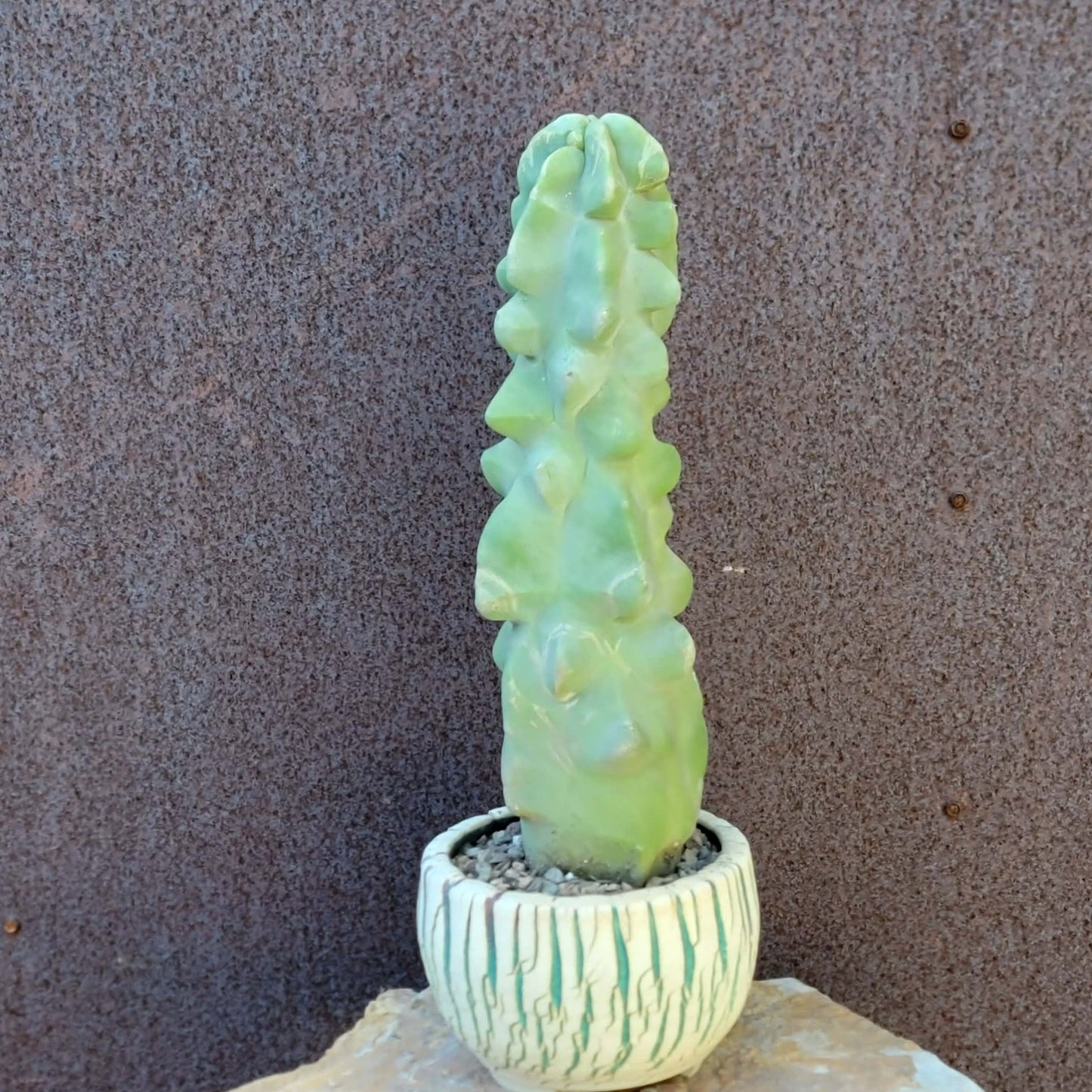 Lophocereus schottii var. monstrose - Totem Pole Cactus - 12 in.
