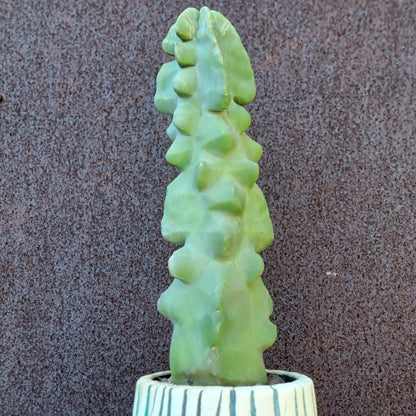 Lophocereus schottii var. monstrose - Totem Pole Cactus - 12 in.