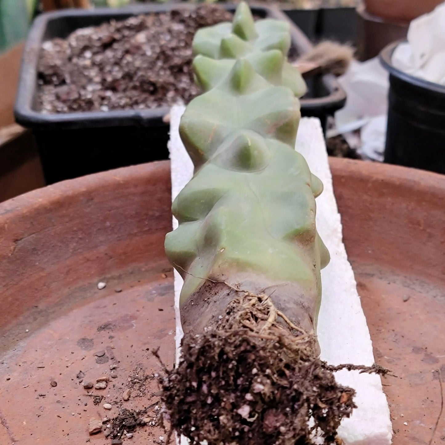 Lophocereus schottii var. monstrose - Totem Pole Cactus - 12 in.