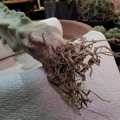 Lophocereus schottii var. monstrose - Totem Pole Cactus - 14 in.