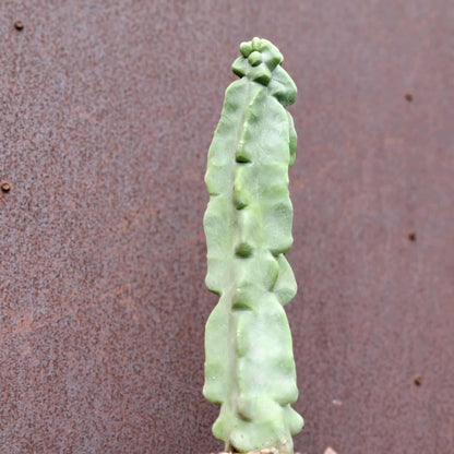 Lophocereus schottii var. monstrose - Totem Pole Cactus - 14 in.