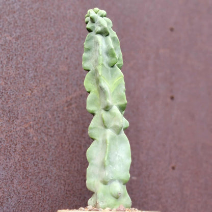 Lophocereus schottii var. monstrose - Totem Pole Cactus - 14 in.
