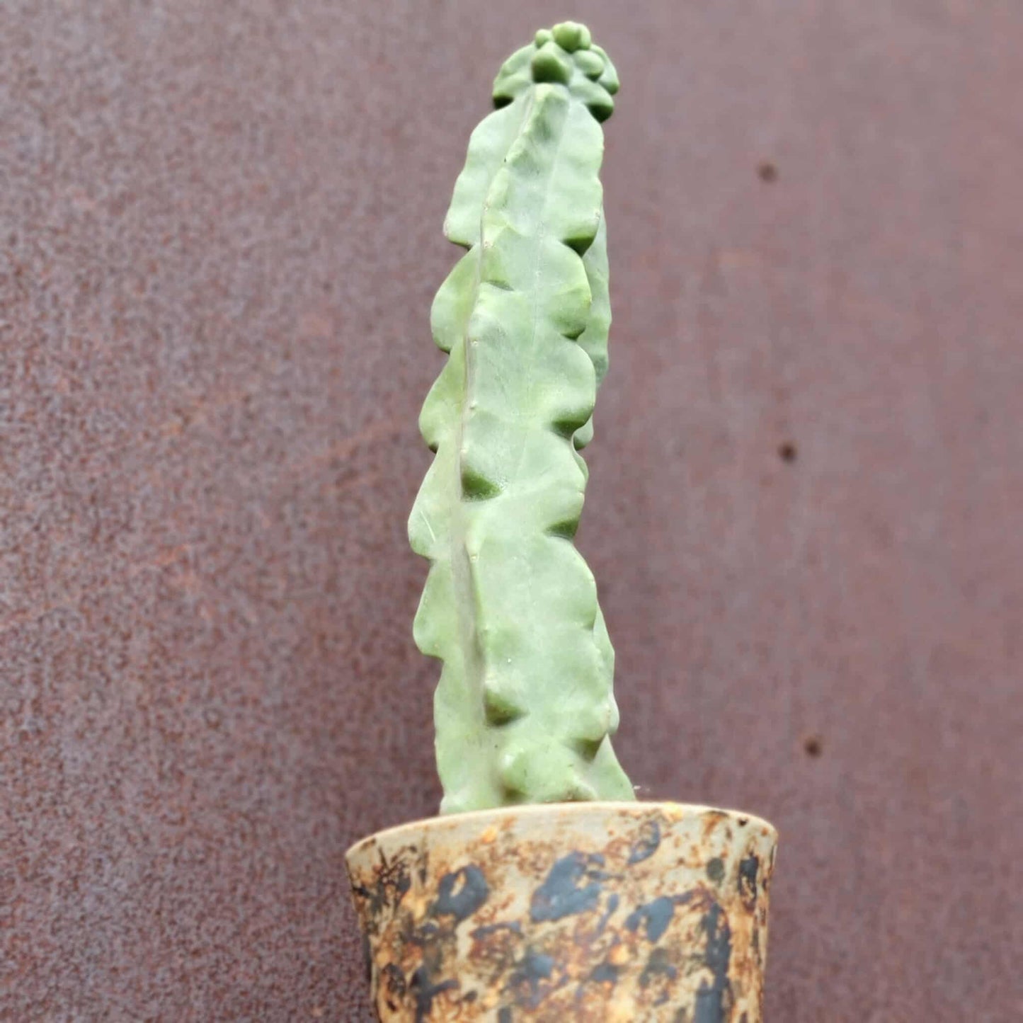 Lophocereus schottii var. monstrose - Totem Pole Cactus - 14 in.