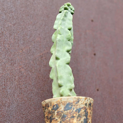 Lophocereus schottii var. monstrose - Totem Pole Cactus - 14 in.