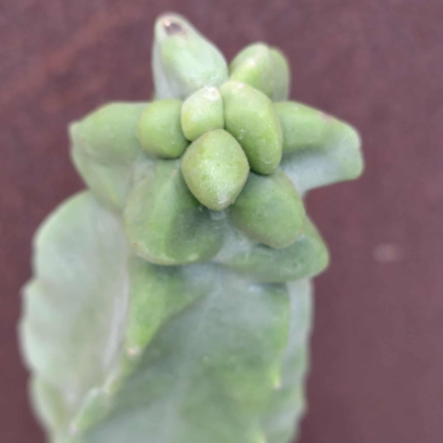 Lophocereus schottii var. monstrose - Totem Pole Cactus - 14 in.