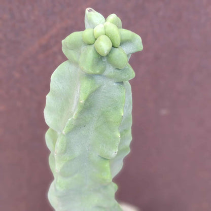Lophocereus schottii var. monstrose - Totem Pole Cactus - 14 in.