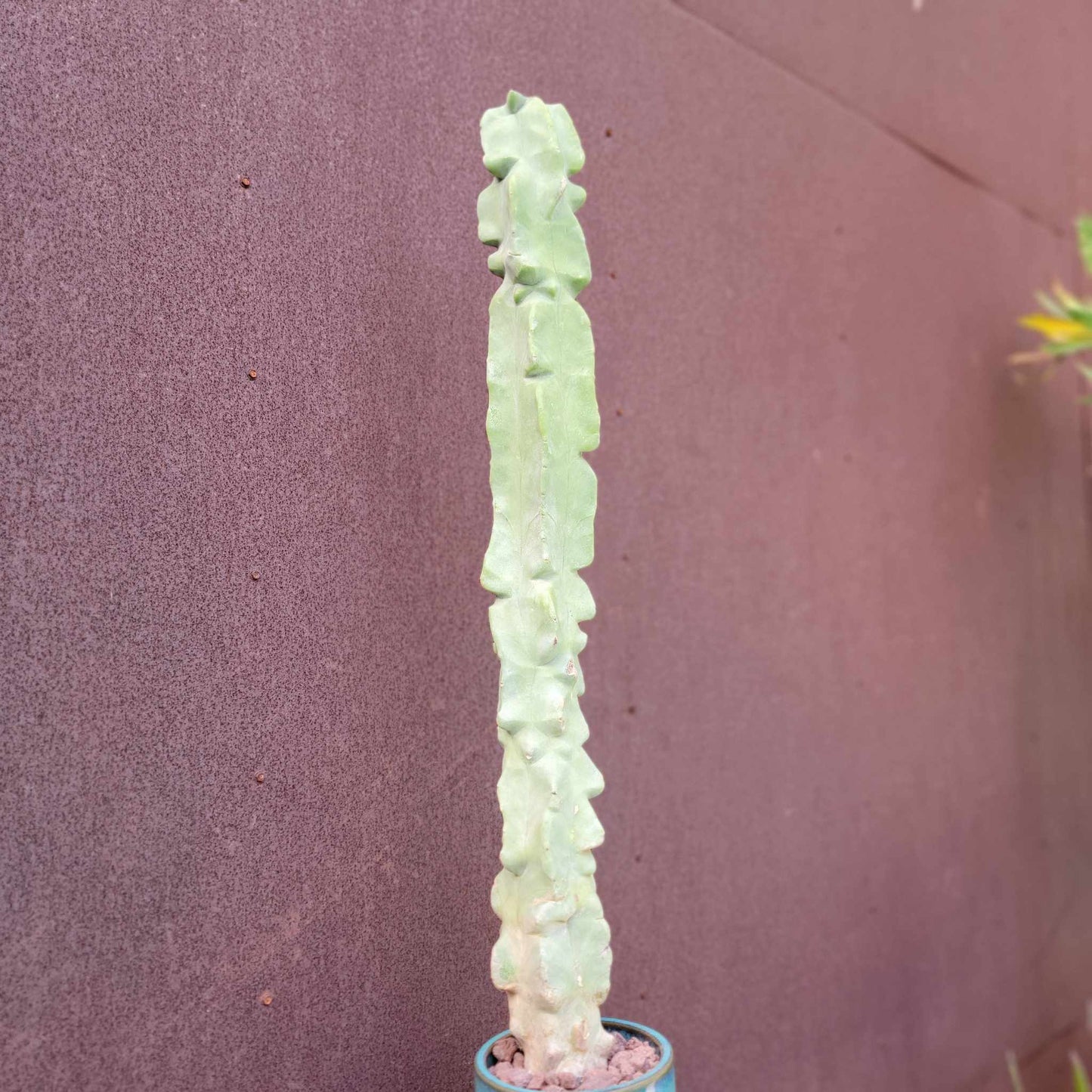 Lophocereus schottii var. monstrose - Totem Pole Cactus