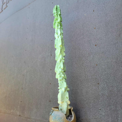 Lophocereus schottii var. monstrose - Totem Pole Cactus - 38" Tall