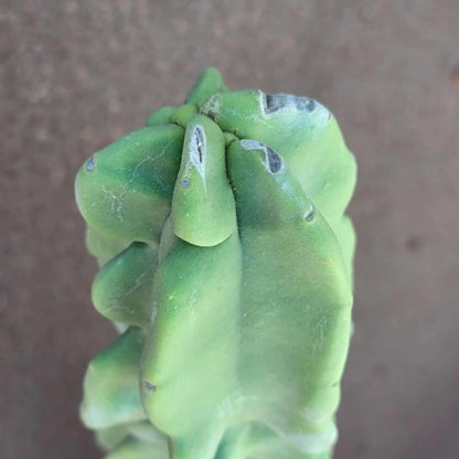 Lophocereus schottii var. monstrose - Totem Pole Cactus - 38" Tall