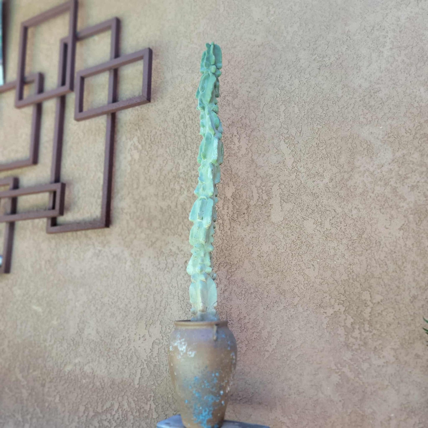 Lophocereus schottii var. monstrose - Totem Pole Cactus - 38" Tall