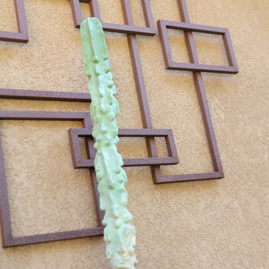 Lophocereus schottii var. monstrose - Totem Pole Cactus - 3 Feet Tall