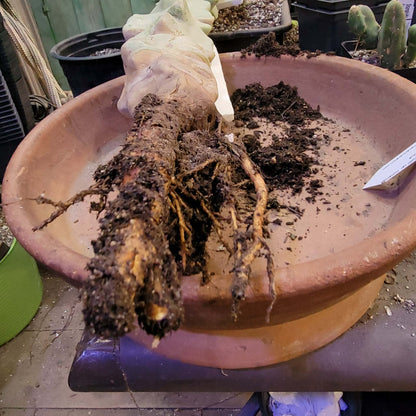 Lophocereus schottii var. monstrose - Totem Pole Cactus - 3 Feet Tall