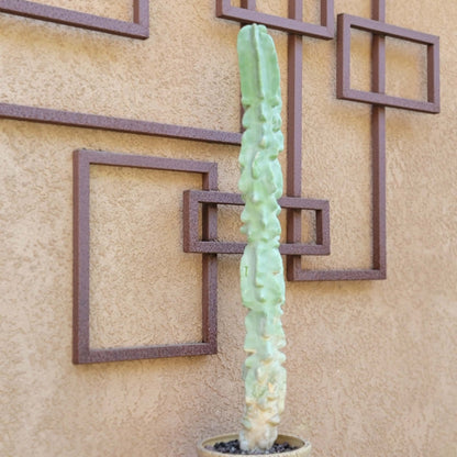 Lophocereus schottii var. monstrose - Totem Pole Cactus - 3 Feet Tall