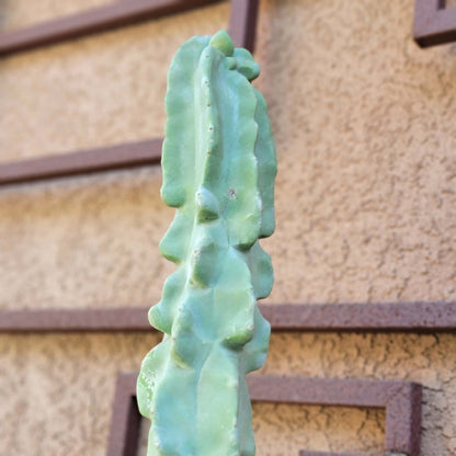 Lophocereus schottii var. monstrose - Totem Pole Cactus - 3 Feet Tall