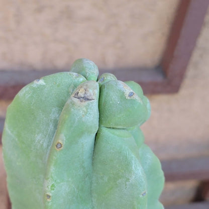 Lophocereus schottii var. monstrose - Totem Pole Cactus - 3 Feet Tall