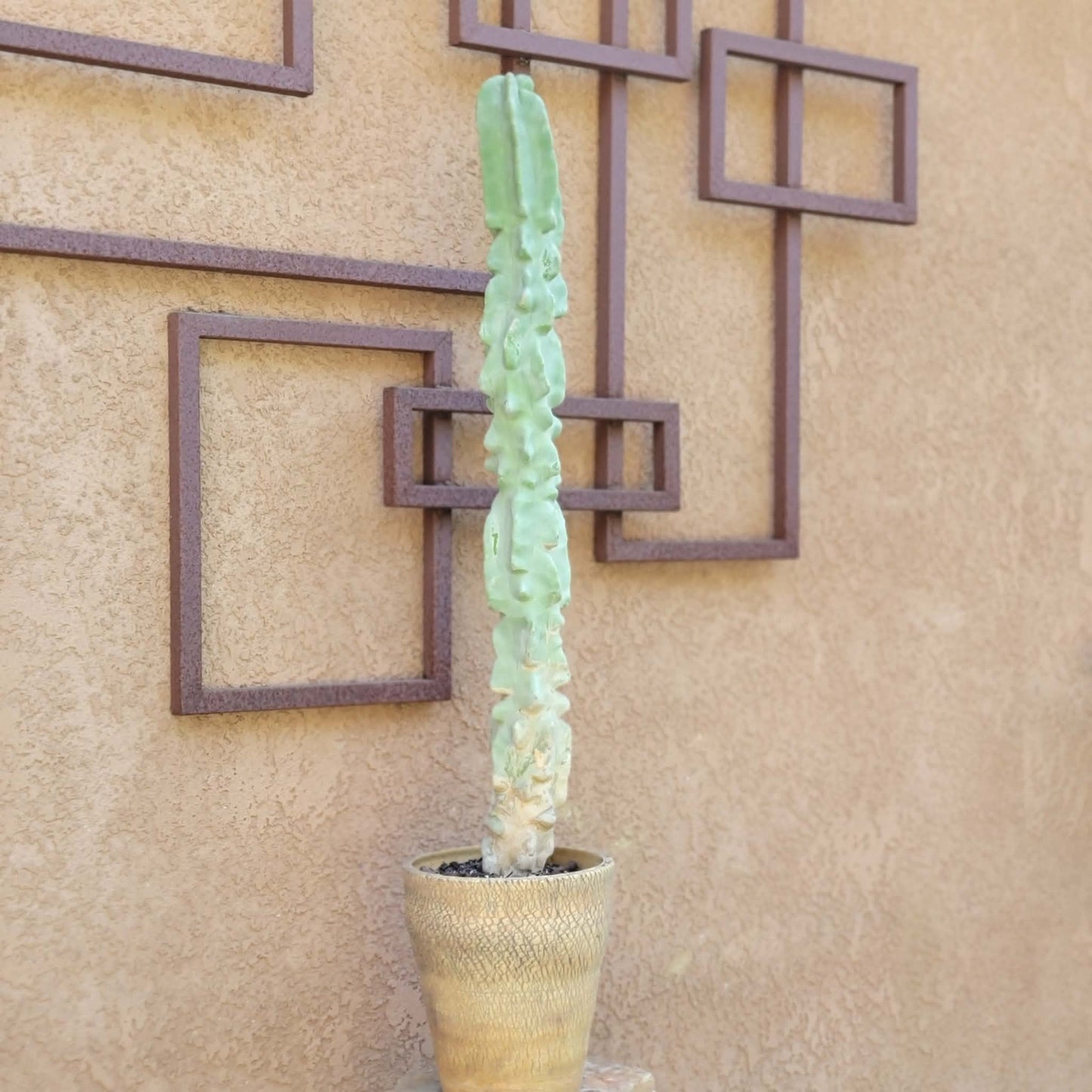 Lophocereus schottii var. monstrose - Totem Pole Cactus - 3 Feet Tall