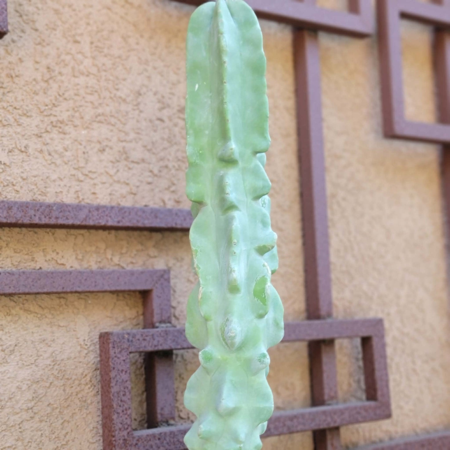 Lophocereus schottii var. monstrose - Totem Pole Cactus - 3 Feet Tall