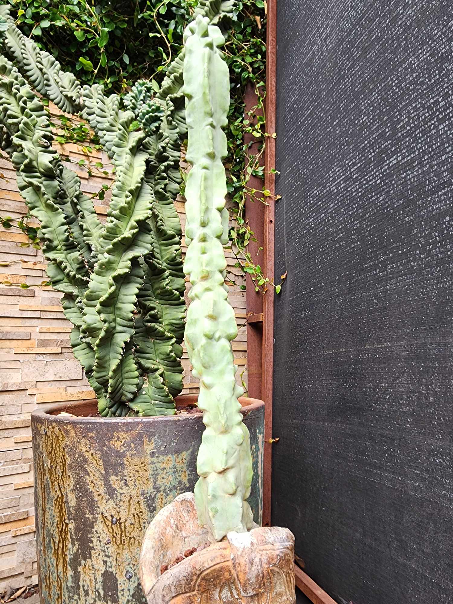 Lophocereus schottii var. monstrose - Totem Pole Cactus
